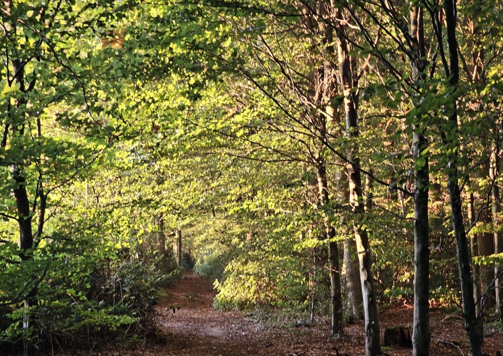 Stichting Dorpshuis Beuningen